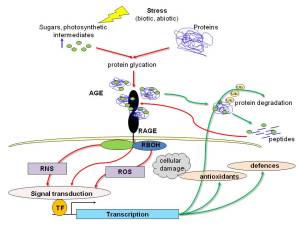 glycation diagramme